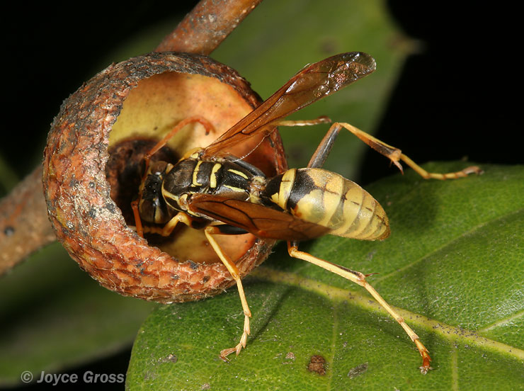 Polistes aurifer