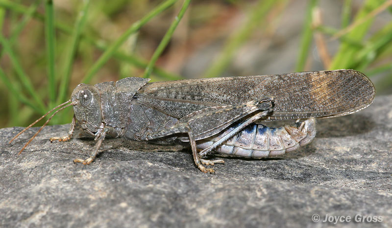 Dissosteira carolina