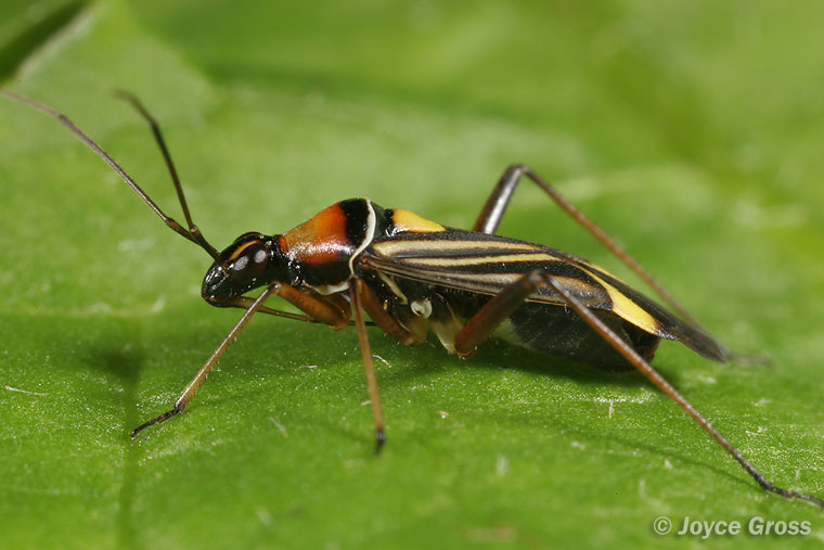 Closterocoris amoenus