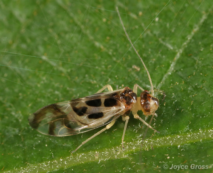 Graphopsocus cruciatus