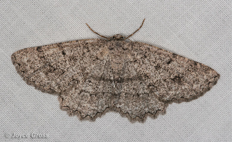 Hesperumia latipennis