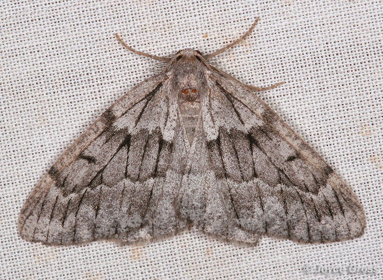 Nepytia lagunata