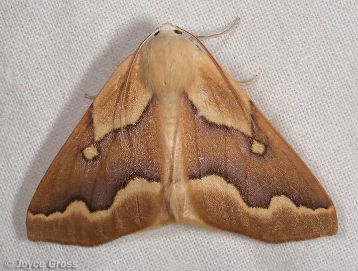 Sabulodes edwardsata