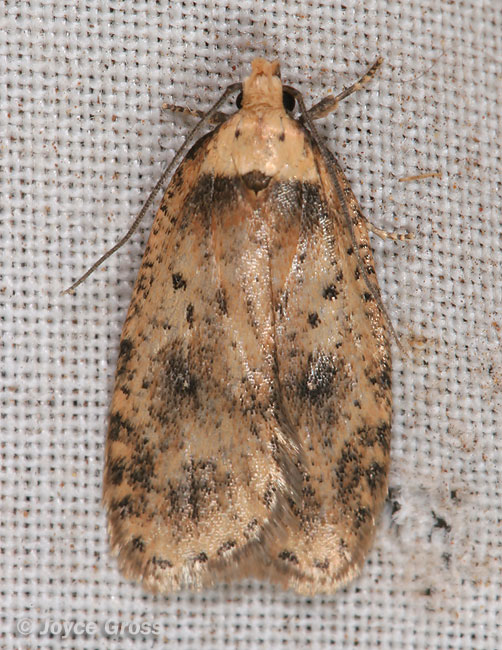 Agonopterix sp.