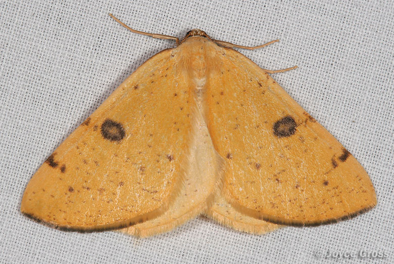 Hesperumia sulphuraria