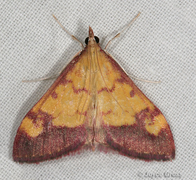 Pyrausta perrubralis