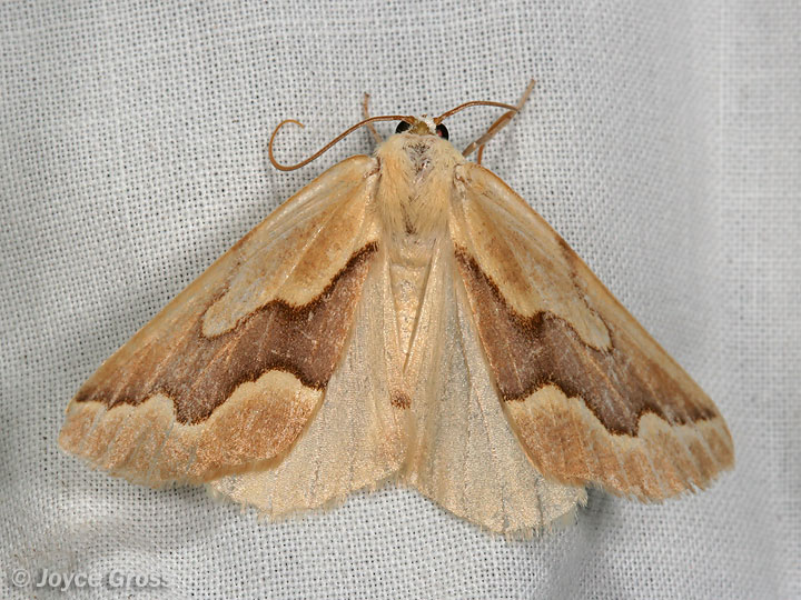 Sabulodes edwardsata