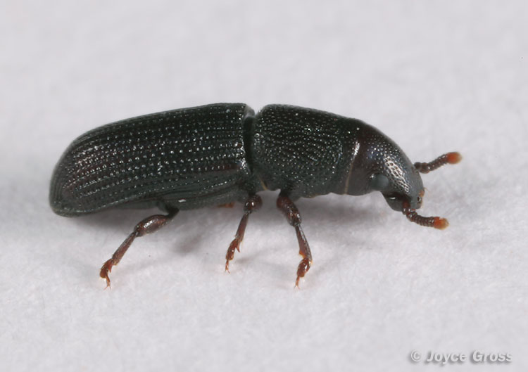 Rhyncolus sp.