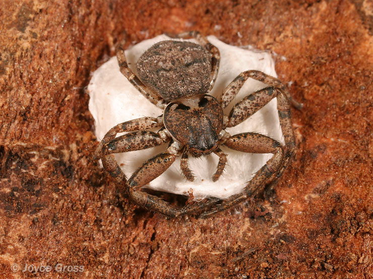 Bassaniana utahensis