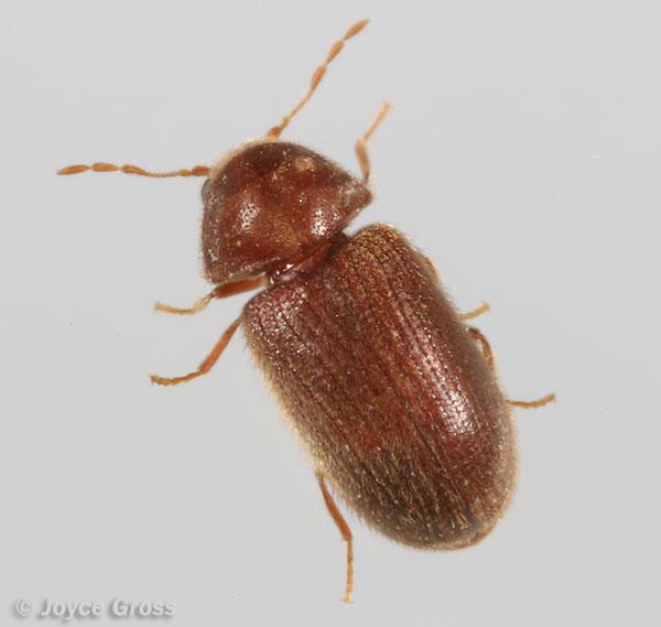 Stegobium paniceum