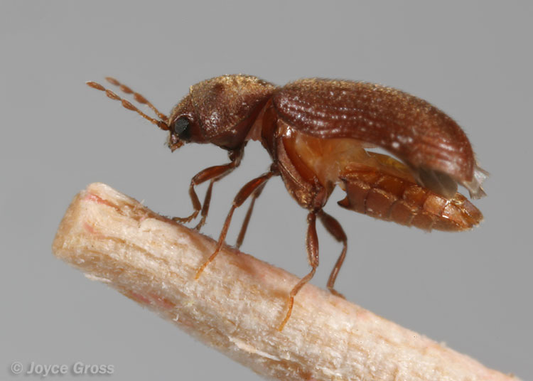 Stegobium paniceum