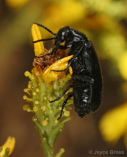 Epicauta puncticollis