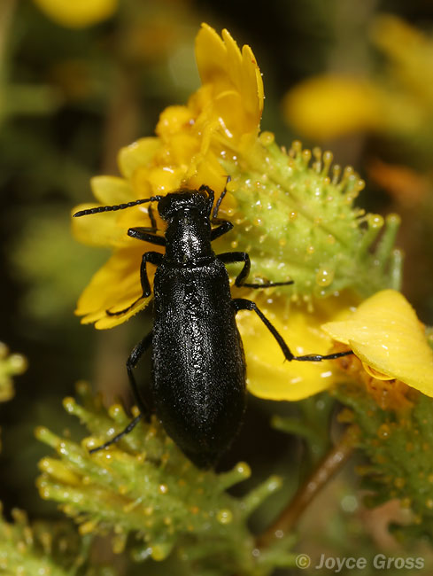 Epicauta puncticollis