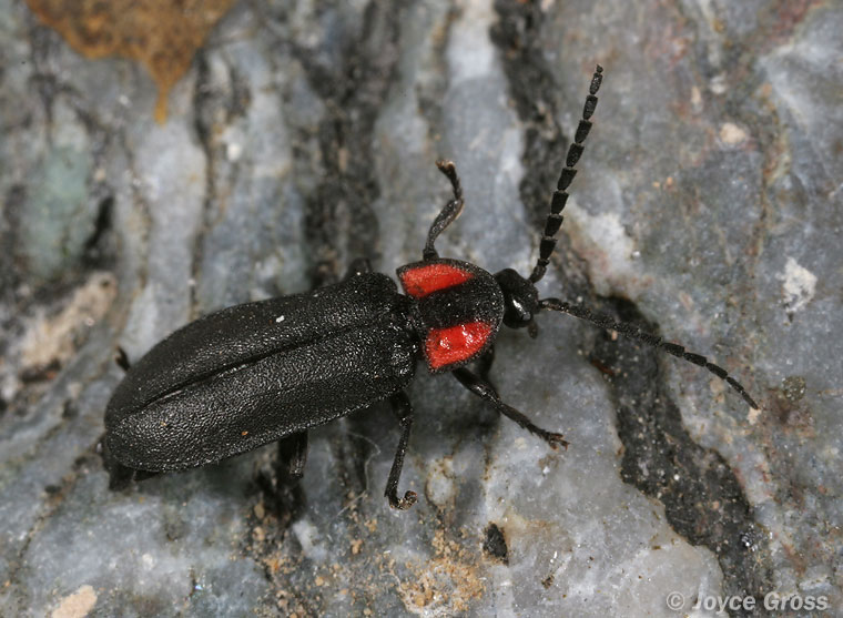 Ellychnia californica