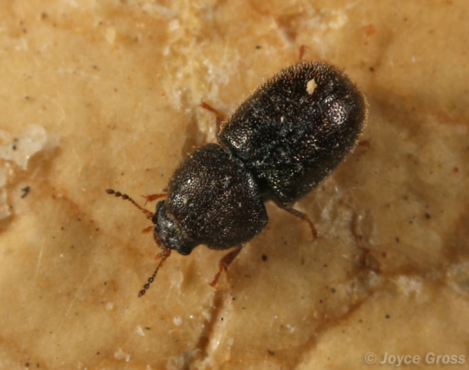 Plesiocis cribrum