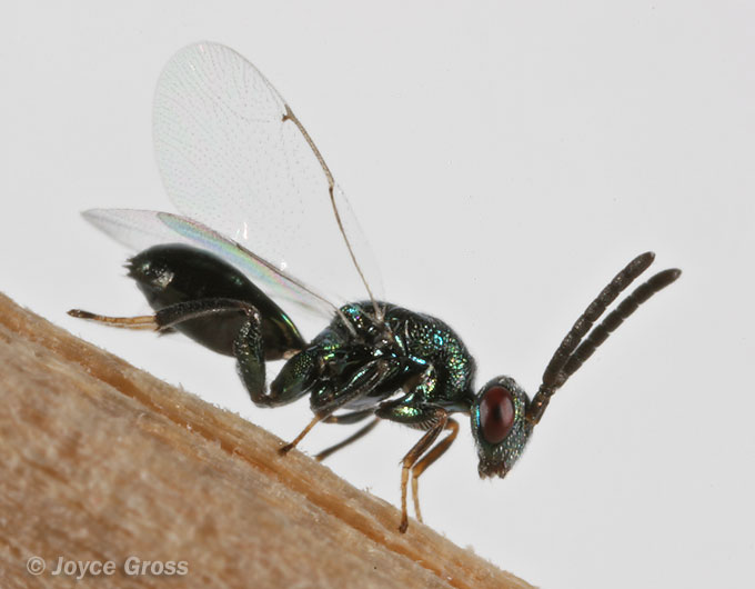 Torymus sp.