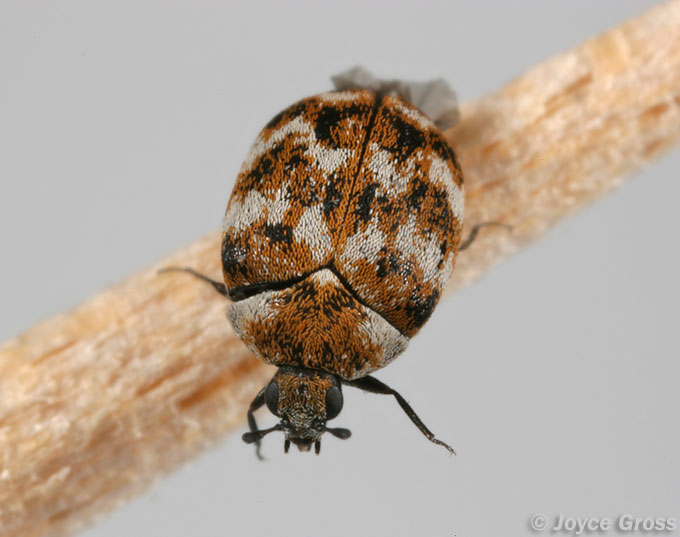 Anthrenus verbasci