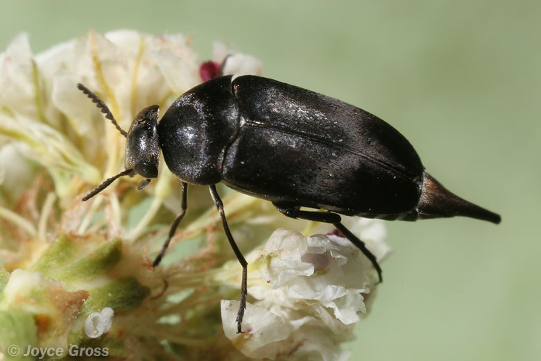 Mordella atrata