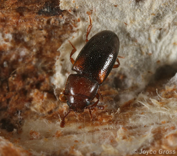 Dacne californica