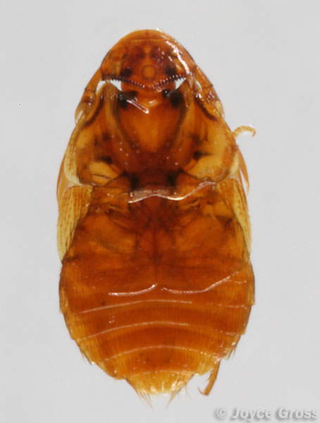 Platypsyllus castoris