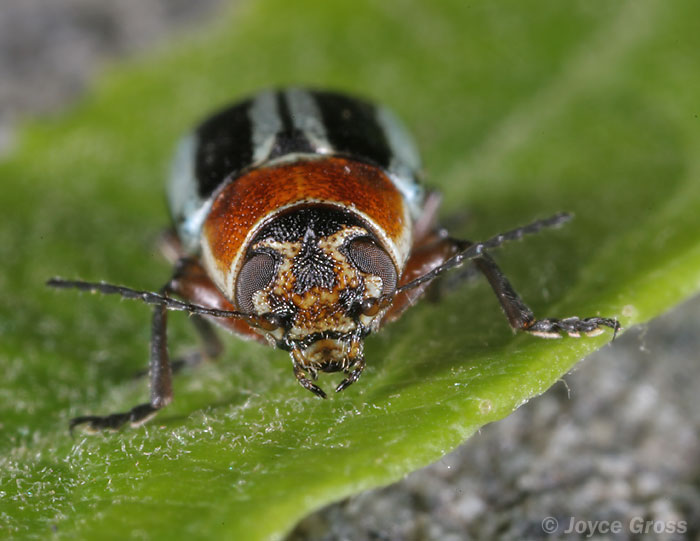 Pachybrachis circumcinctus