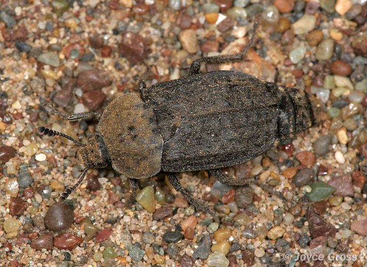 Thanatophilus lapponicus