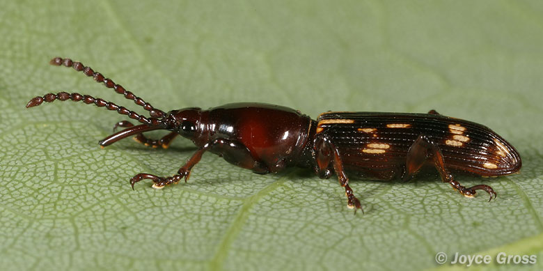 Arrhenodes minutus