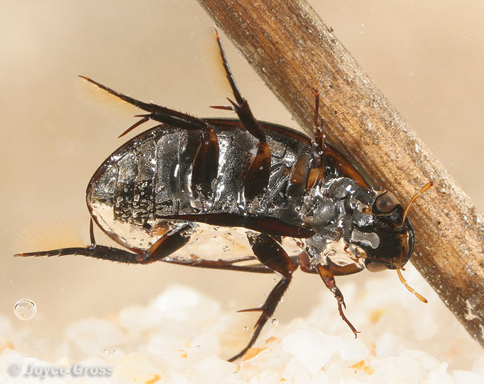 Tropisternus sp.
