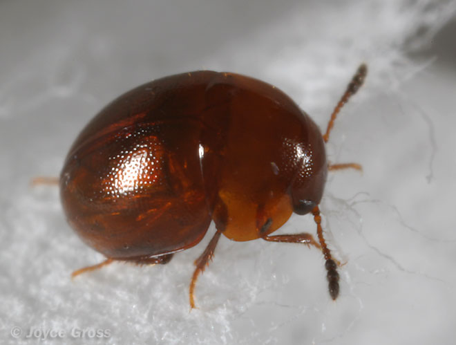 Agathidium sp.