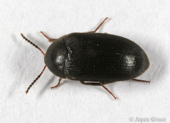 Eustrophopsis bicolor