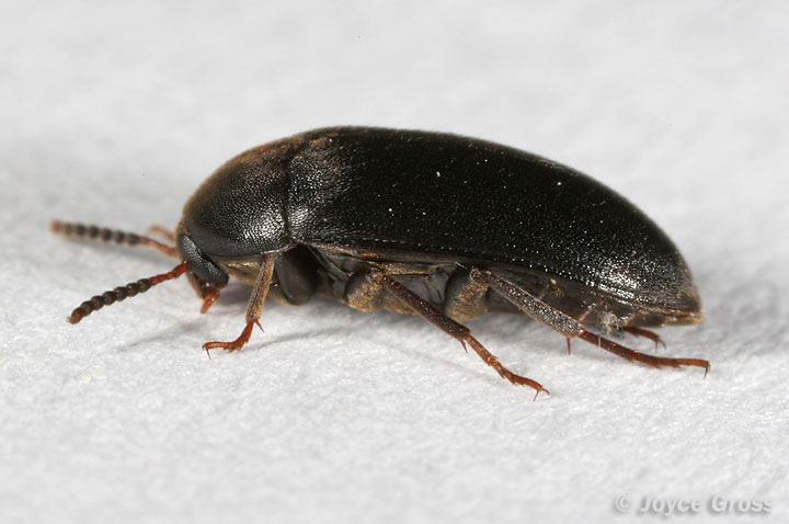 Eustrophopsis bicolor