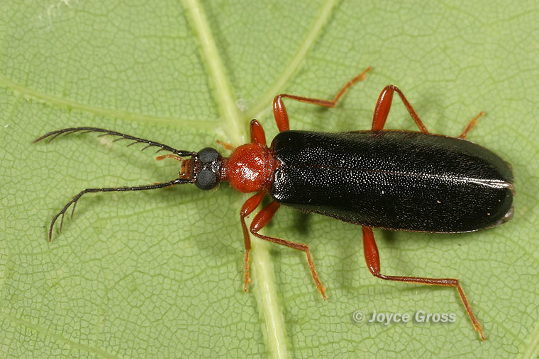 Dendroides canadensis