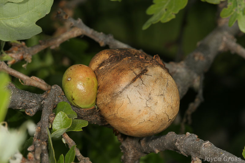 Andricus quercuscalifornicus