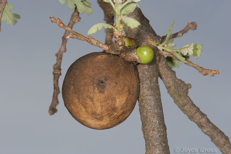 Andricus quercuscalifornicus