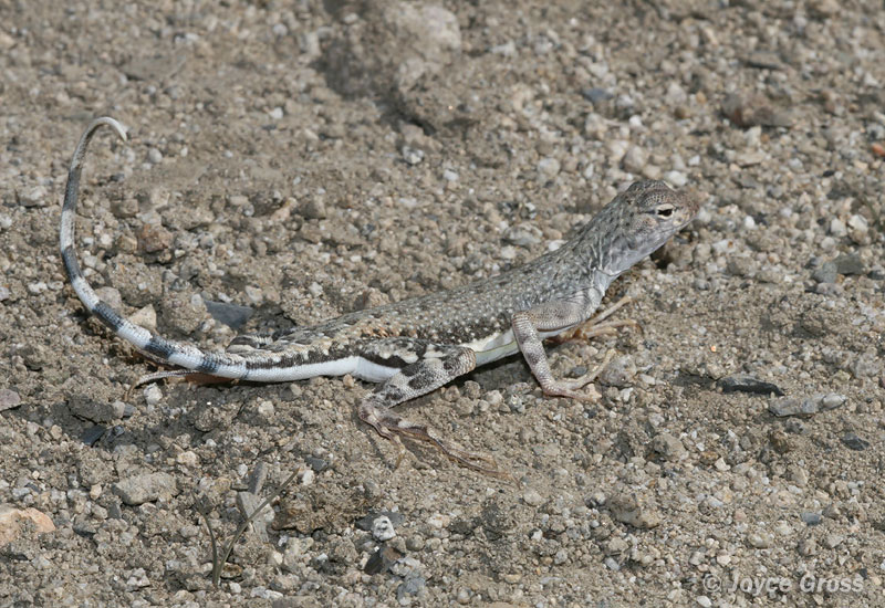 Callisaurus draconoides