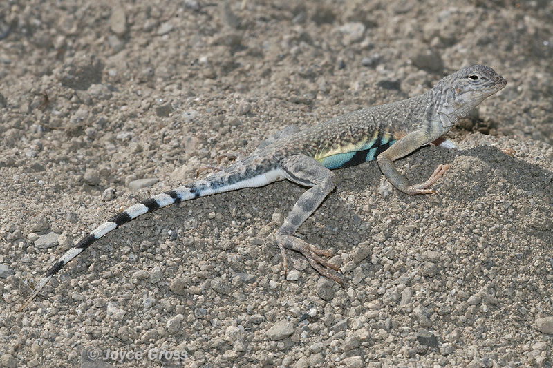 Callisaurus draconoides