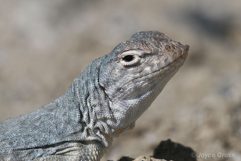 Callisaurus draconoides