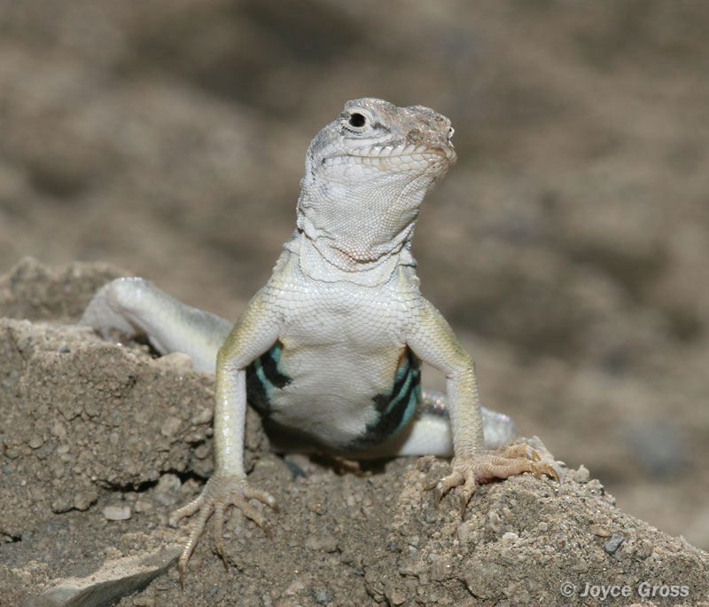 Callisaurus draconoides