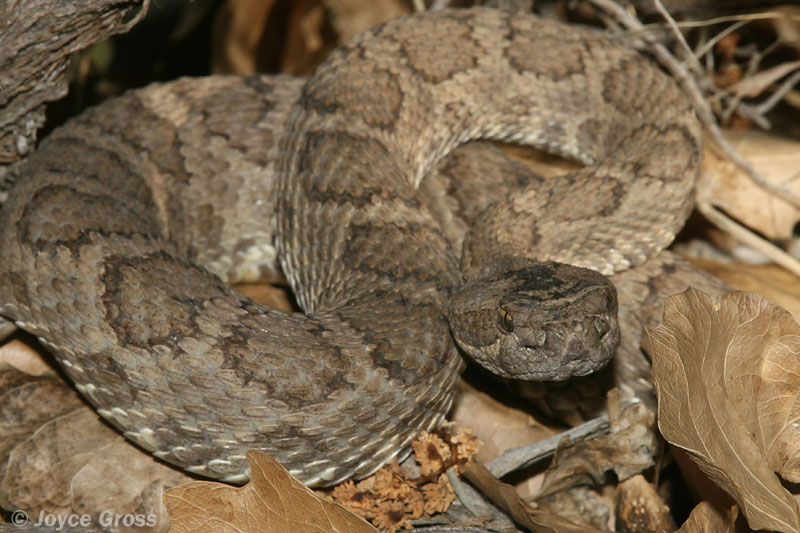 Crotalus oreganus lutosus