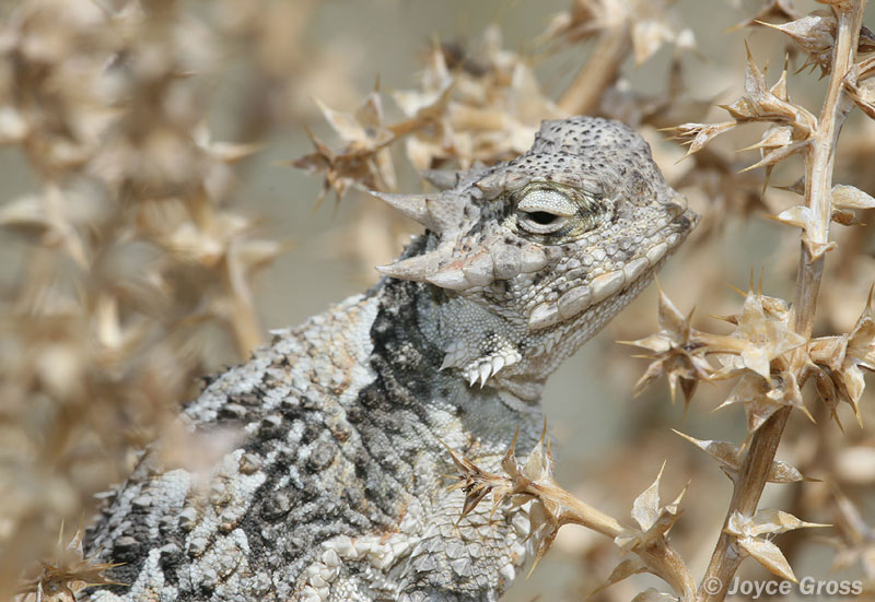 Phrynosoma platyrhinos