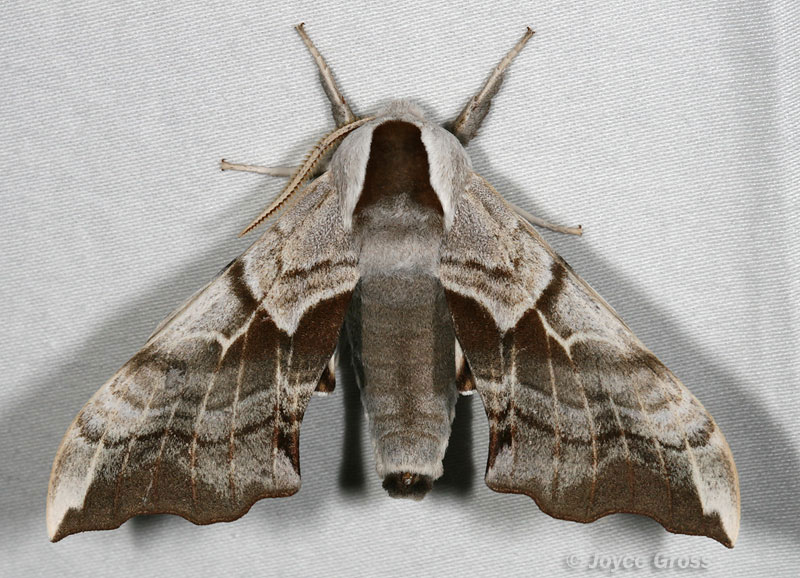 Smerinthus cerisyi