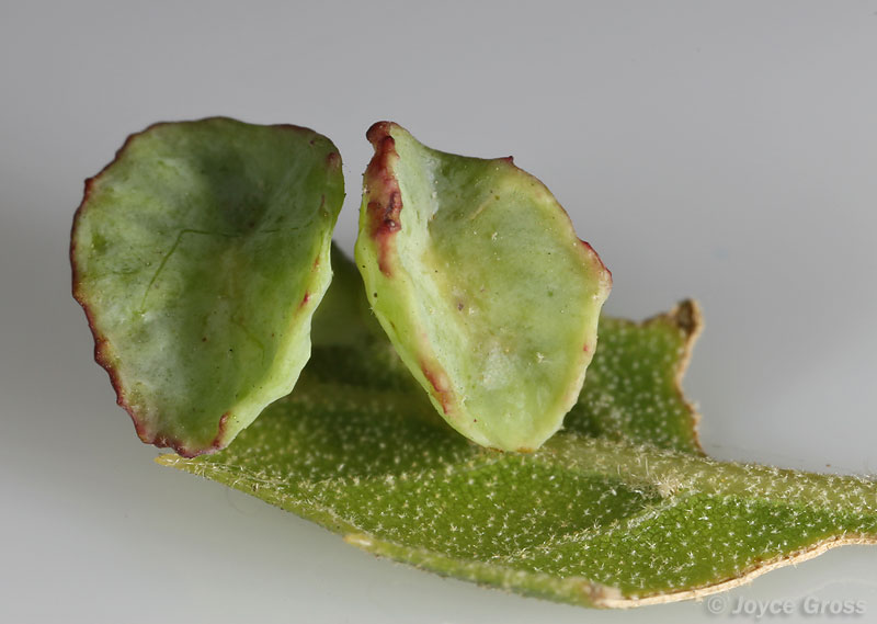 Amphibolips quercuspomiformis