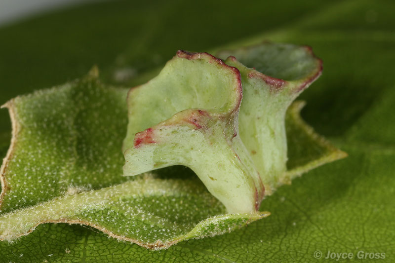 Amphibolips quercuspomiformis