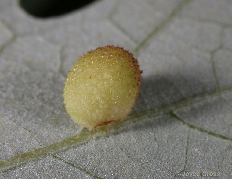 Acraspis macrocarpae