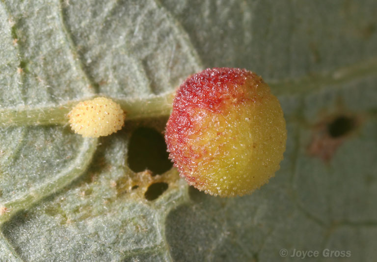 Acraspis macrocarpae