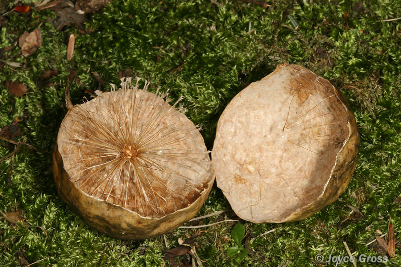 Amphibolips confluenta