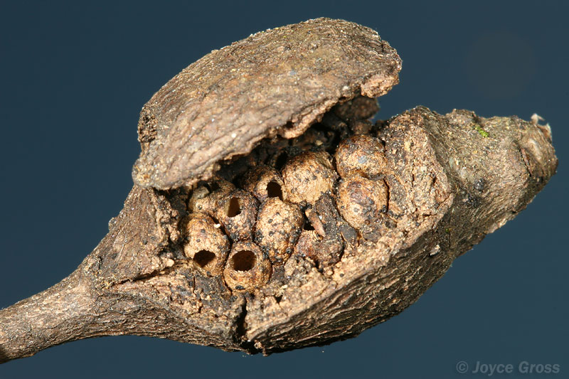 Dryocosmus asymmetricus