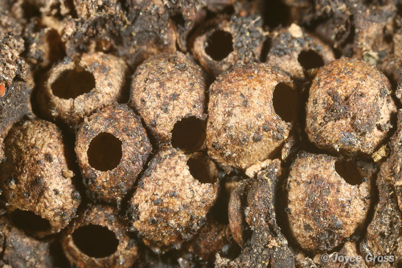 Dryocosmus asymmetricus