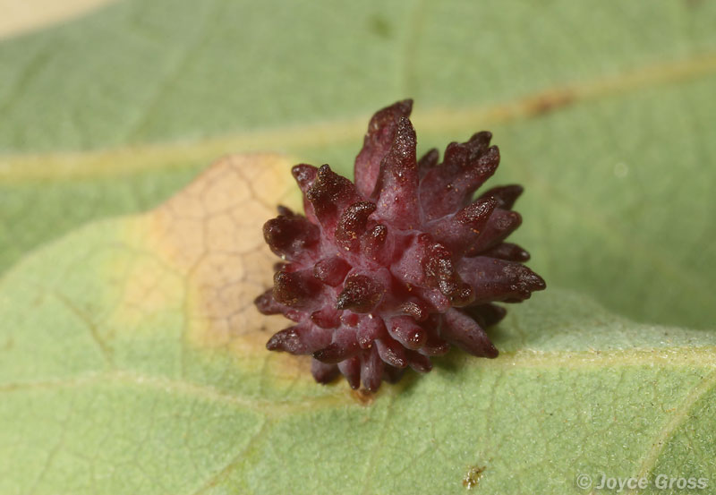 Antron quercusechinus