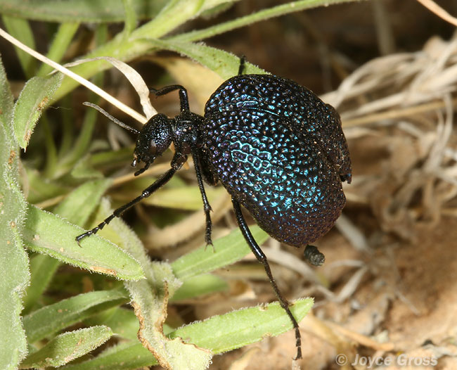 Cysteodemus wislizeni